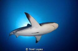 Caribbean reef shark, gardens of the queen, cuba by Noel Lopez 